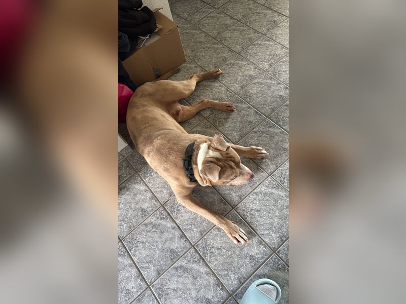American Bully / 2 Jahre / Rüde