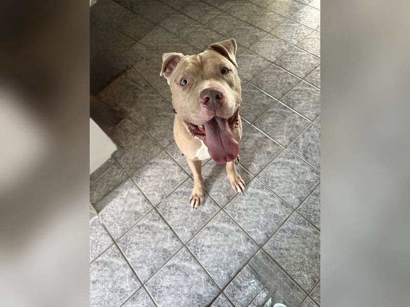 American Bully / 2 Jahre / Rüde