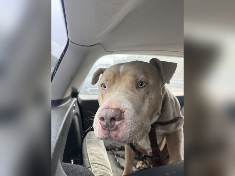 American Bully / 2 Jahre / Rüde