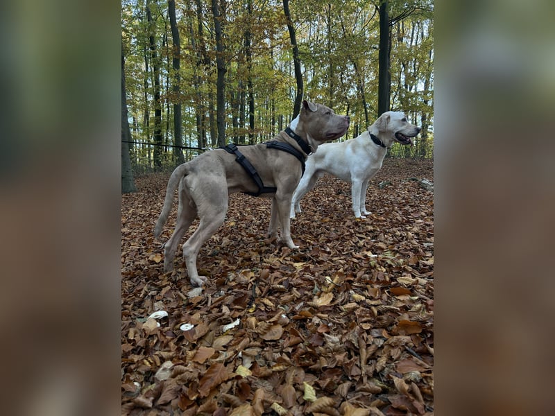 American Bully Rüde 2 Jahre alt