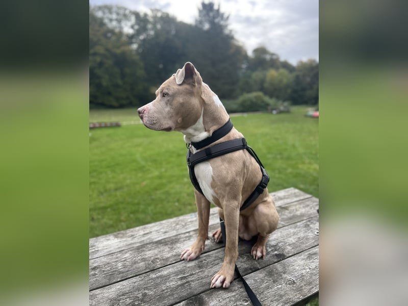 American Bully Rüde 2 Jahre alt