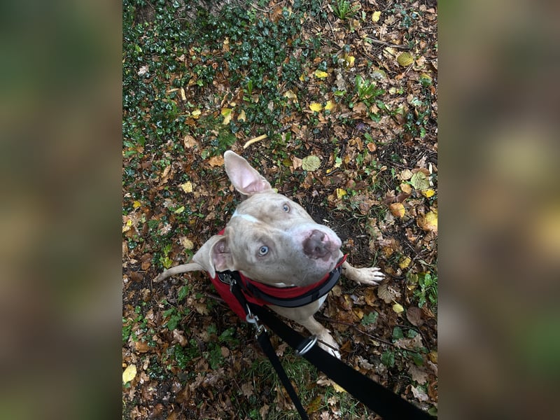 American Bully Rüde 2 Jahre alt
