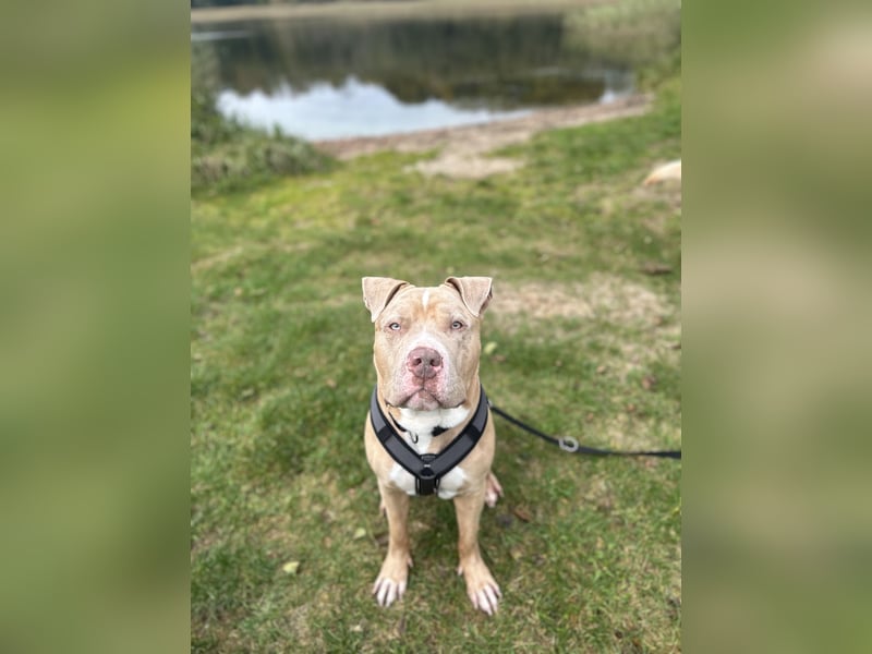 American Bully Rüde 2 Jahre alt