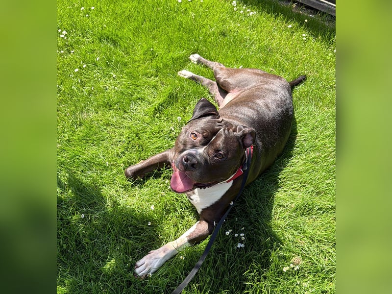 Floki sucht ein neues Zuhause