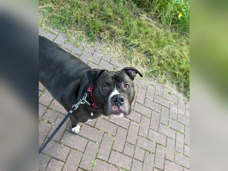 Floki sucht ein neues Zuhause
