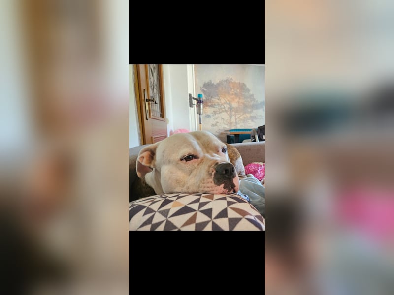 American Bully Hündin