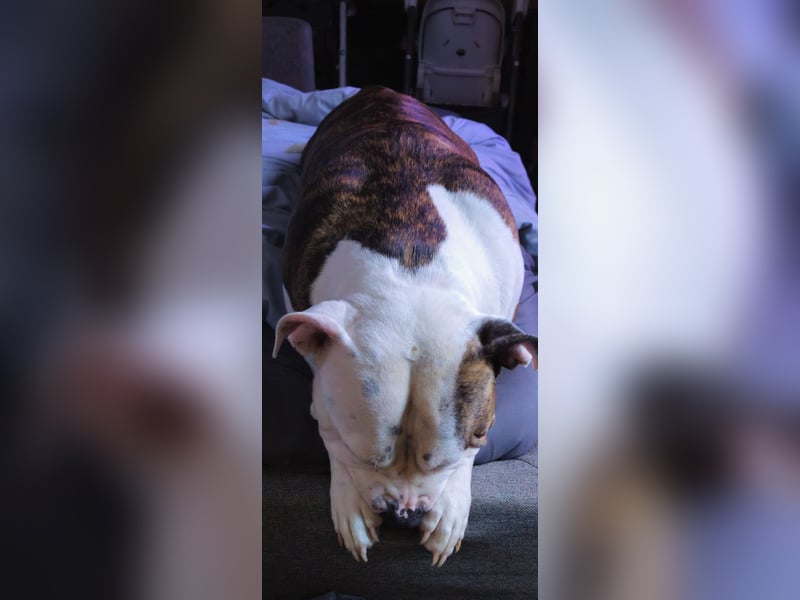 American Bully Hündin