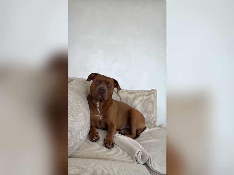 American Bully XL Deckrüde