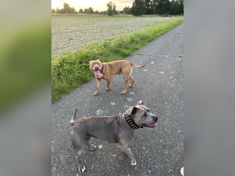 American Bully XL Deckrüde