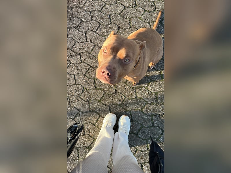 American Bully XL Deckrüde