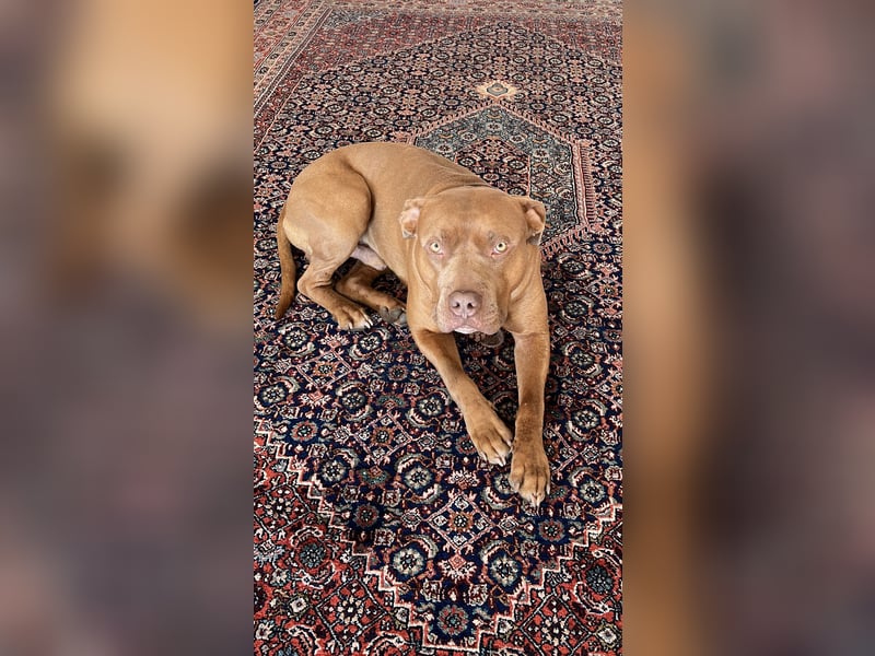American Bully XL Deckrüde