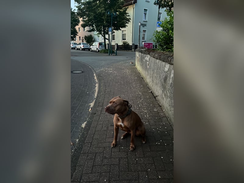 American Bully XL Deckrüde