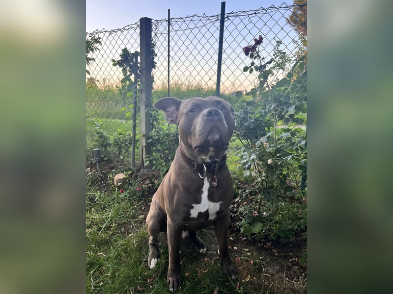American bully xl rüde