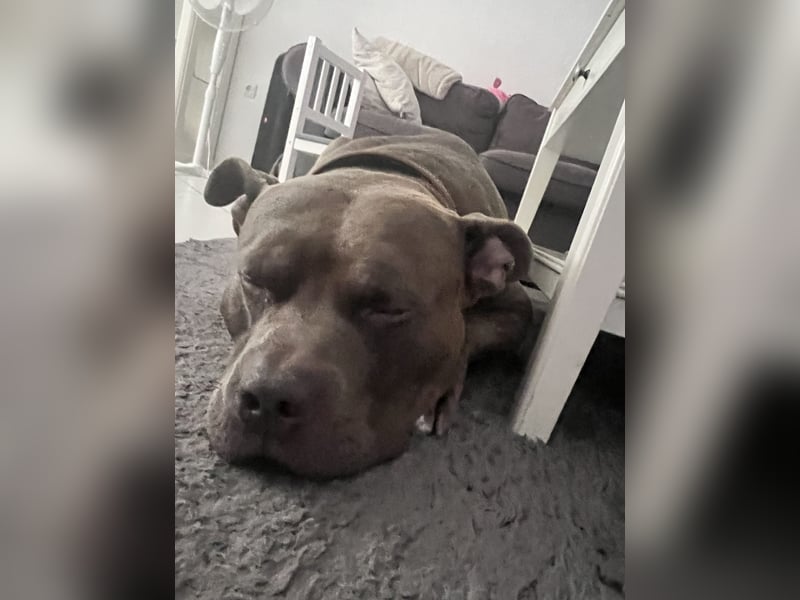 American bully xl rüde