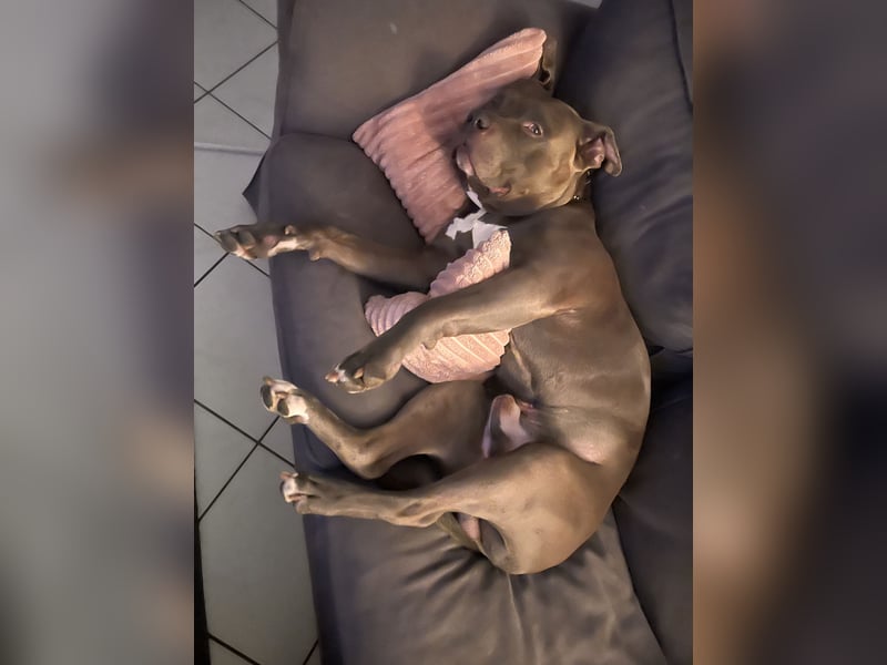 American Bully