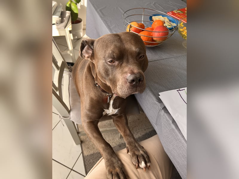 American Bully