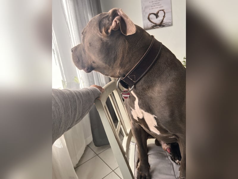 American bully xl rüde