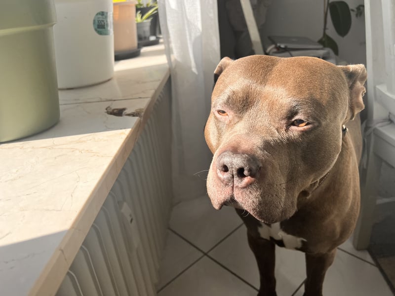 American bully xl rüde