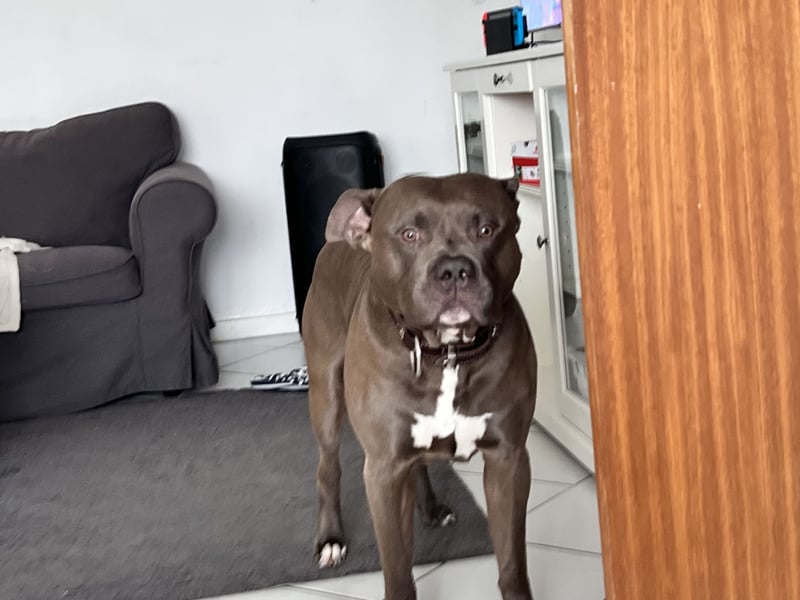 American bully xl