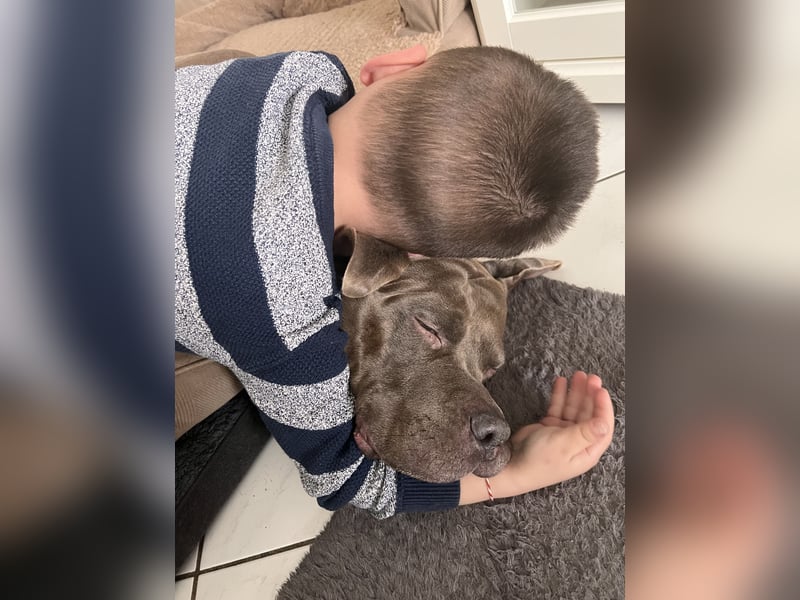American bully xl