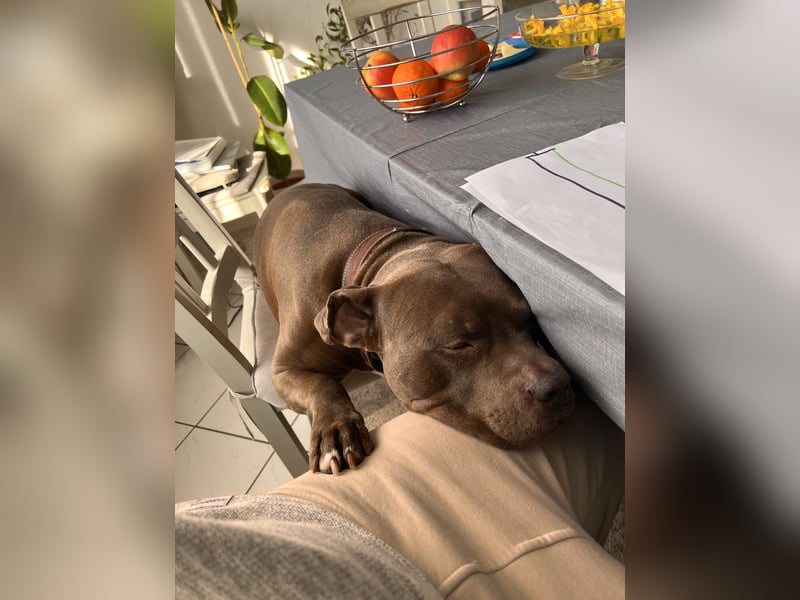 American Bully