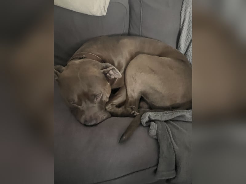 American bully xl