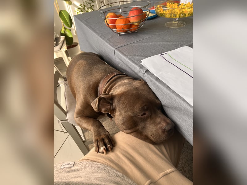 American bully xl