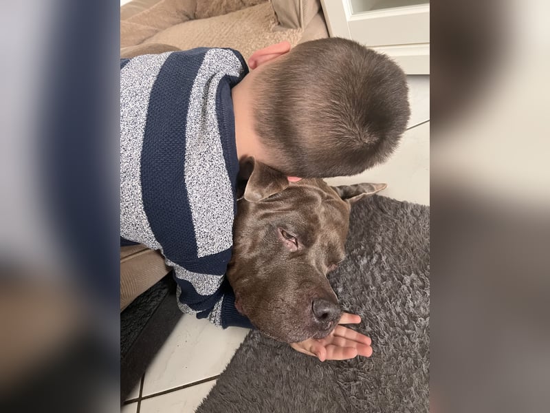 American Bully XL