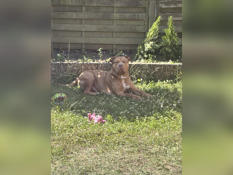 American Bully xxl