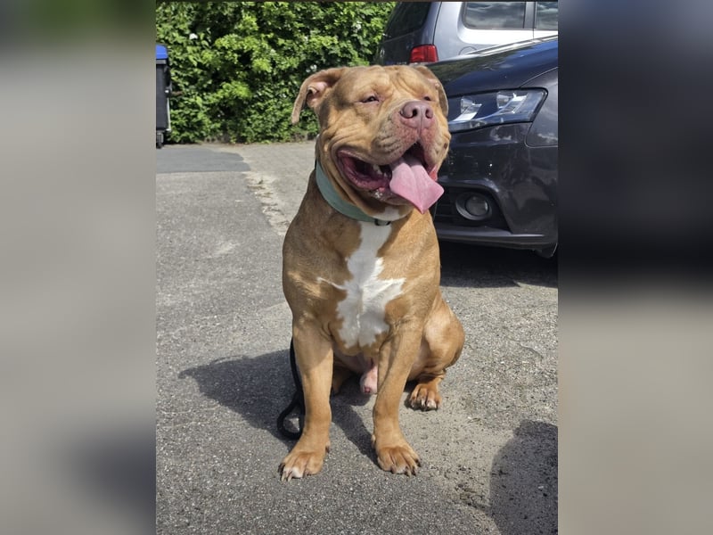 American Bully xxl