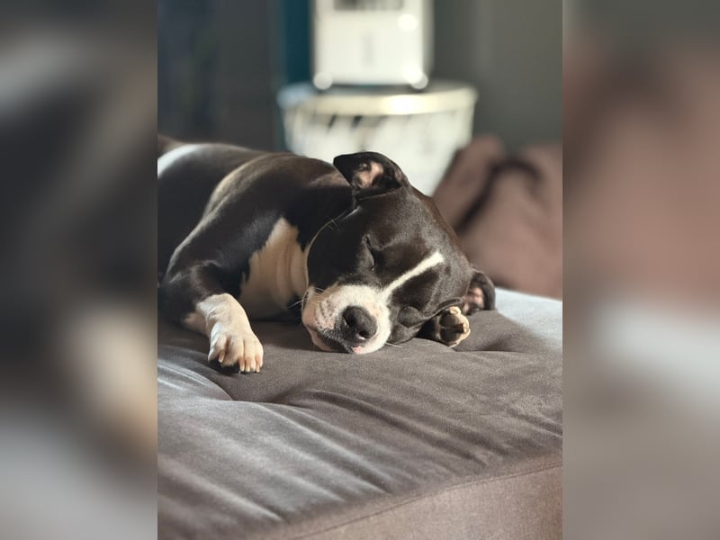 Bella sucht dringend ein neues Zuhause