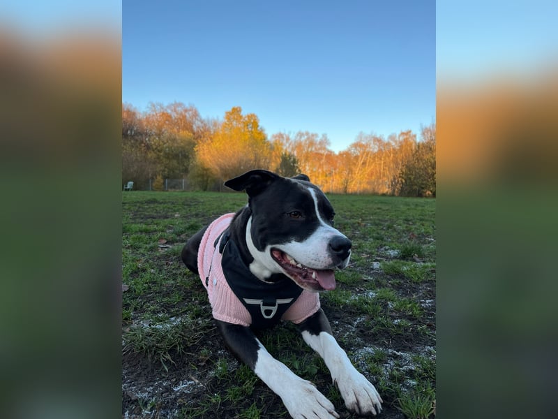 Bella sucht dringend ein neues Zuhause