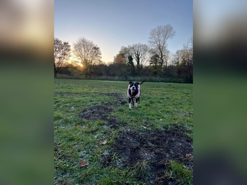 Bella sucht dringend ein neues Zuhause