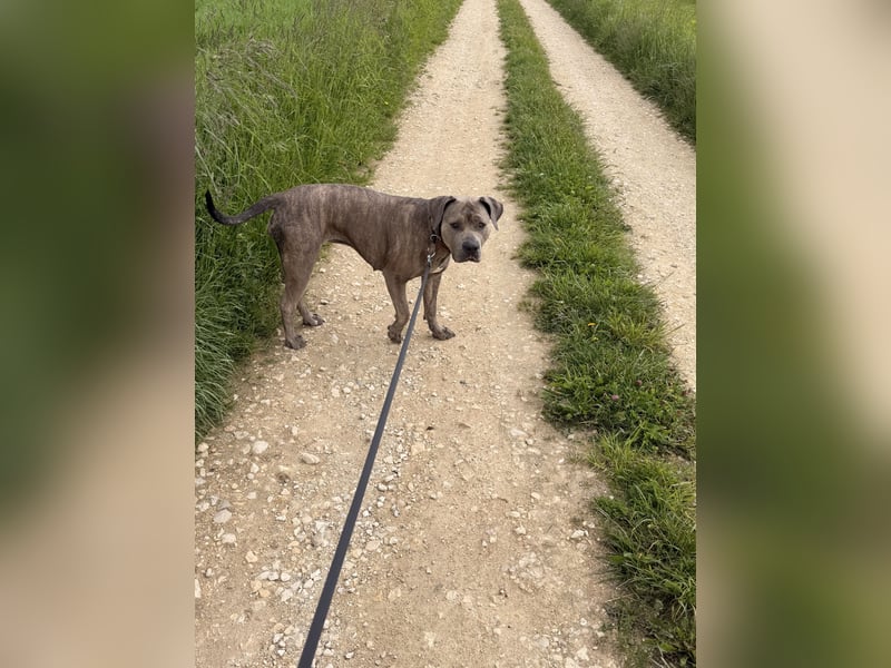 American Bully XL Hündin sucht ein neues Zuhause