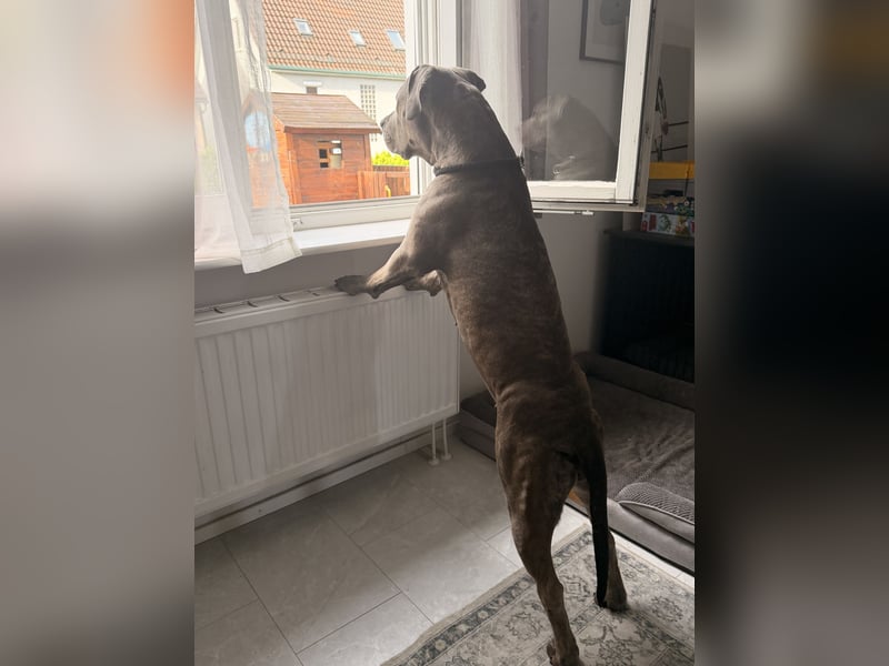 American Bully XL Hündin sucht ein neues Zuhause