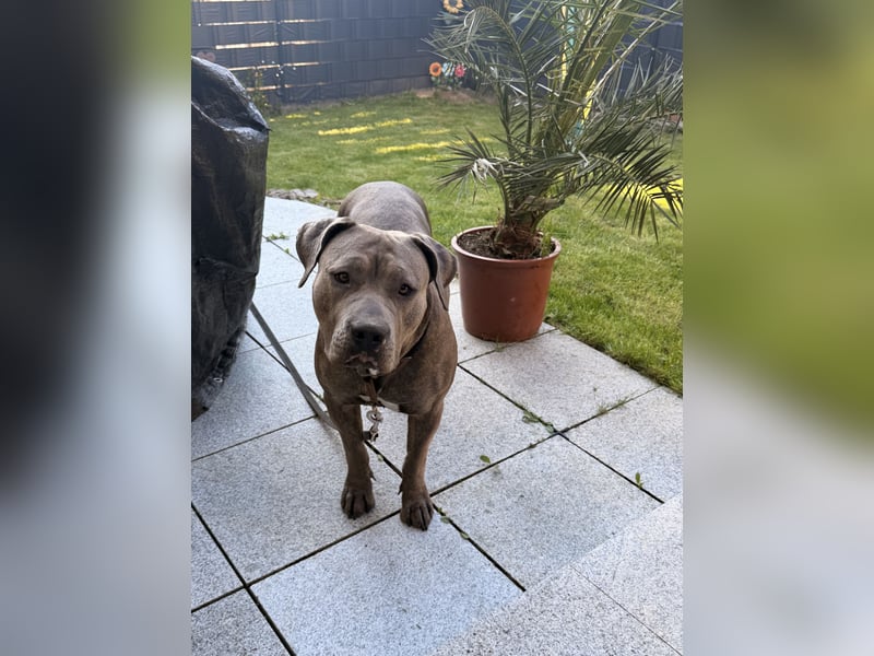 American Bully XL Hündin sucht ein neues Zuhause
