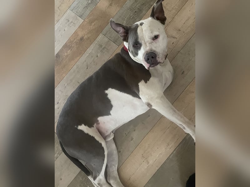 Toller 3 beiner sucht endplatz