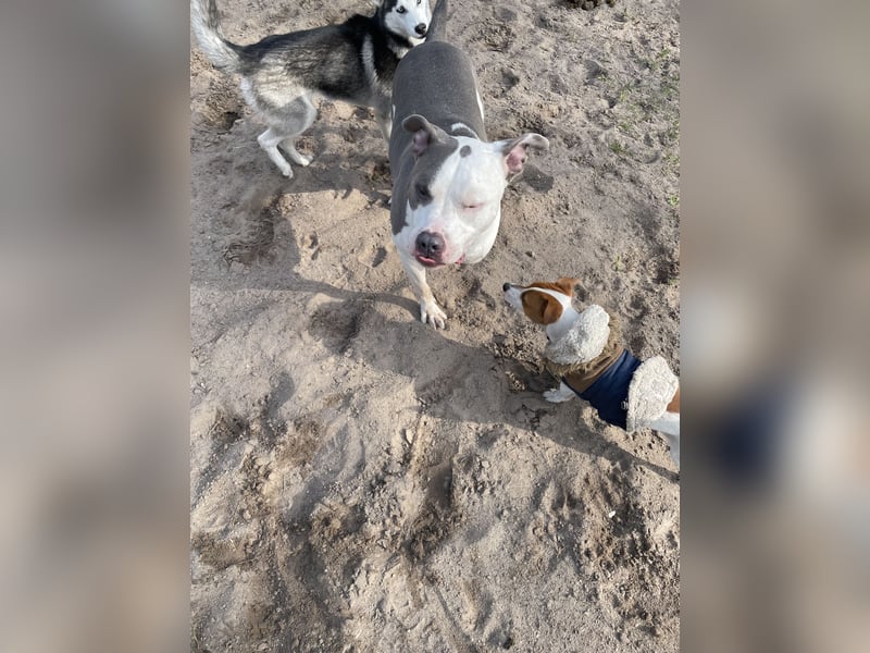 American Bully, staffordshire/Pitbull mix