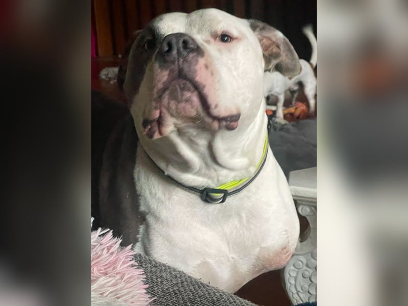 American Bully, staffordshire/Pitbull mix