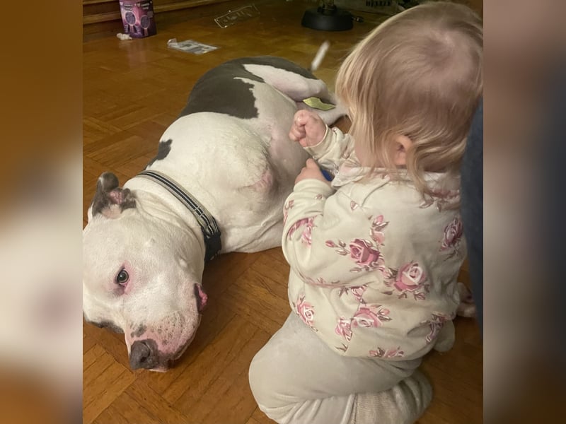 American Bully Pitbull American Staffordshire