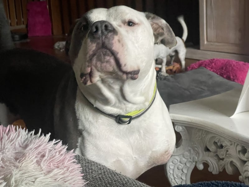 American Bully Pitbull American Staffordshire