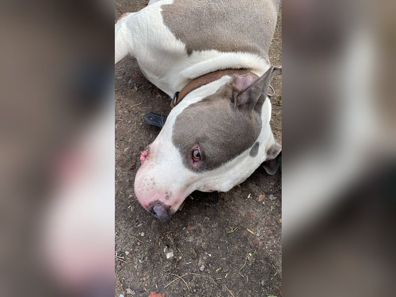 American Bully Pitbull American Staffordshire