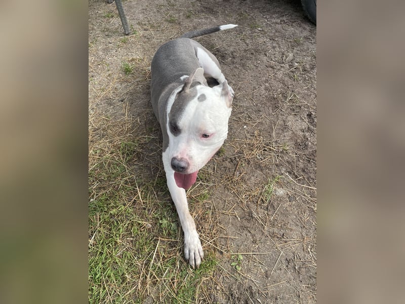 American Bully pitbull/ staffordshire Mix