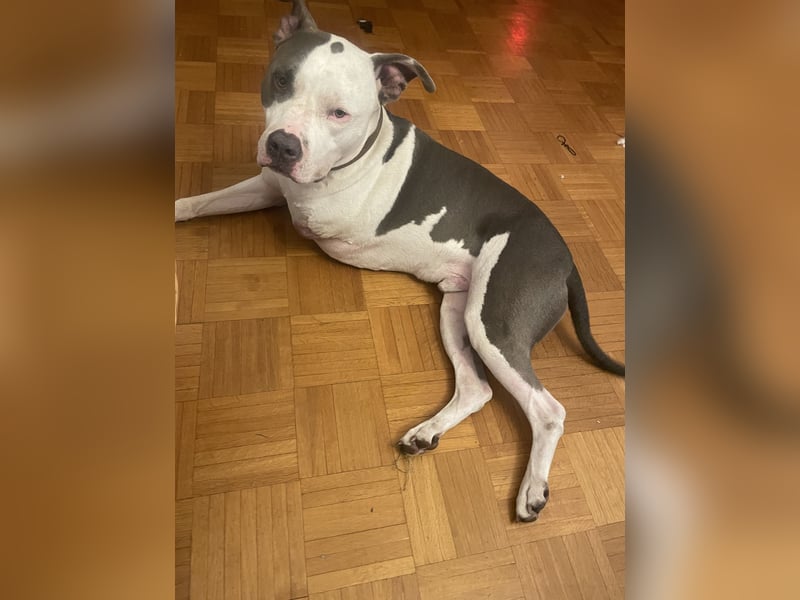 American Bully Pitbull American Staffordshire