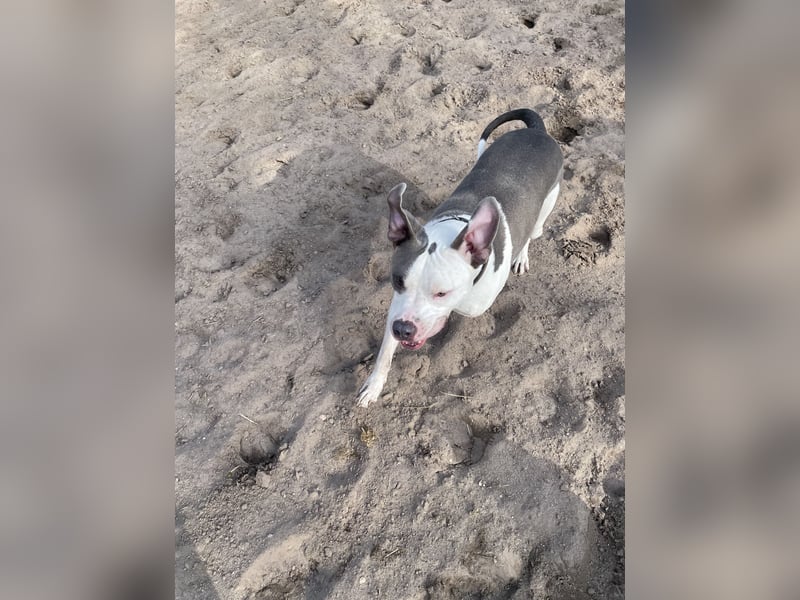 American Bully pitbull/ staffordshire Mix