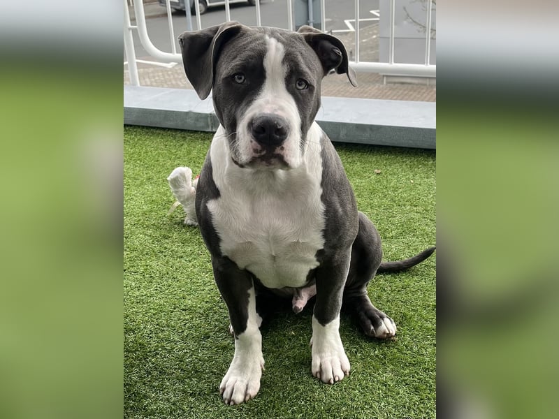 American Bully XL Welpe (5 Monate) – schweren Herzens abzugeben