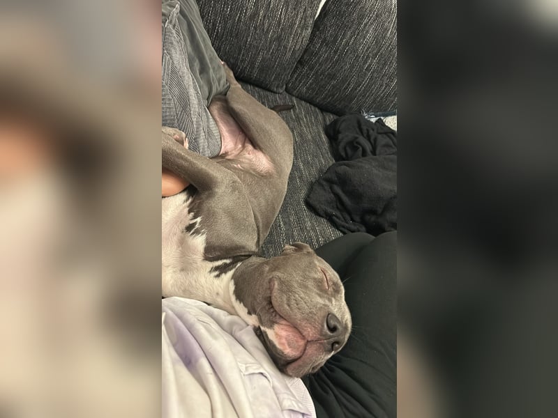 American XL Bully Weibchen