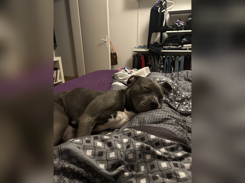 American XL Bully Weibchen