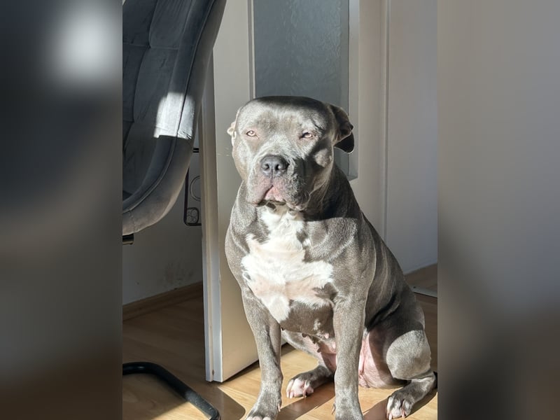 American XL Bully Weibchen