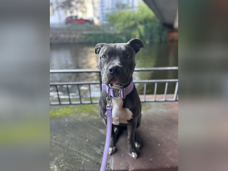 American XL Bully Weibchen